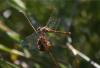 Sympetrum meridionale